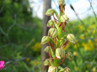 aceras_anthropophorum_flower_lores