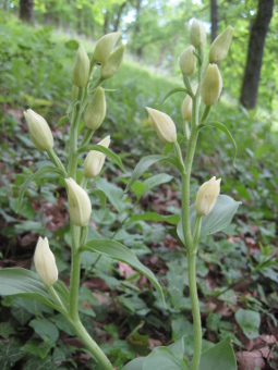 cephalanthera_damasonium_flower_lores