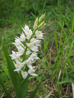 cephalanthera_longifolia_flower_lores