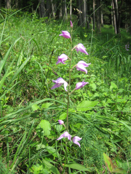 cephalanthera_rubra_plant_lores