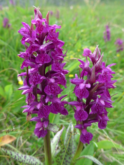 dactylorhiza_majalis_flower_lores