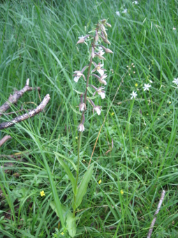 epipactis_palustris_plant_lores