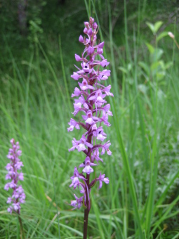 gymnadenia_conopsea_flower_lores