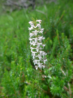 gymnadenia_odoratissima_alba_flower_lores