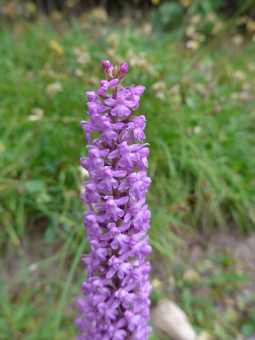 gymnadenia_odoratissima_flower_lores