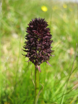 nigritella_rhellicani_flower_lores