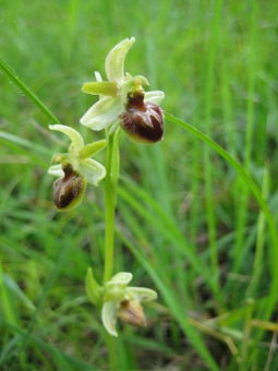 ophrys_araneola_flower_lores