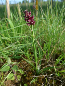 orchis_coriophora_plant_lores