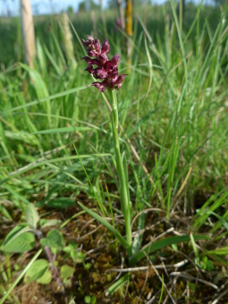 orchis_coriophora_plant_lores