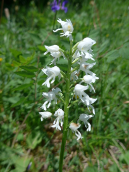 orchis_militaris_alba_flower_lores