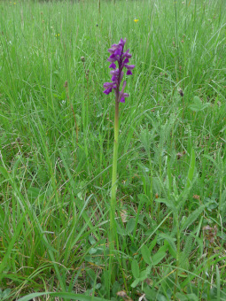 orchis_morio_plant_lores