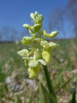 orchis_pallens_flower_lores