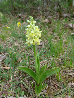 orchis_pallens_plant_lores