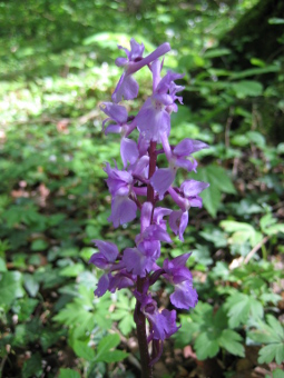 orchis_palustris_flower_lores