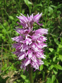 orchis_simia_flower_lores