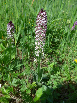 orchis_ustulata_plant_lores