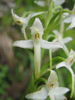 platanthera_bifolia_flower_lores