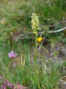 pseudorchis_albida_plant_lores