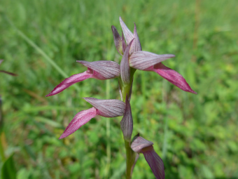 serapias_lingua_flower_lores